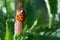 Macro ladybird