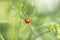 Macro Ladybird Climbing on Foliage.