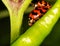 Macro-Ladybird ( Coccinella transversalis ) on green pepper