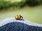 A macro of ladyBird sitting on jeans