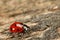 Macro of ladybird on wood