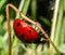 Macro Ladybug Coccinellidae on the herb.