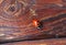 Macro of ladybug on old wooden surface