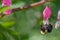 Macro of large bumblebee on pink flower