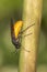 Macro of Large Rose Sawfly Arge pagana on a stem