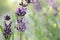 macro of lavender flowers