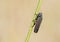 Macro of Leafhopper (Cuerna striata) on Stalk of Grass in Wester