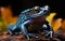 Macro lens portrait of a vibrant cobalt blue, orange poison dart frog