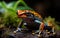 Macro lens portrait of a vibrant cobalt blue, orange poison dart frog