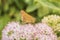 Macro lens shot of moths with pale red flowers with light red dots