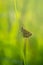 Macro of a lesser dart on a leaf in a field