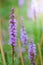 Macro of liatris flower