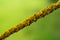 Macro of lichen growth on twig abstract nature