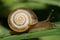 Macro of a light caucasian garden snail with a shell on a green