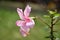Macro of a light pink Shoeblackplant flower, Hibiscus rosa-sinensis