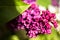 Macro lilac blossom flowers spring background. Spring lilac blossom bloom macro view. Spring lilac flowers close up. Fresh bouquet