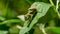 Macro of little child male European Mantis or Praying Mantis Mantis Religiosa from family Sphodromantis viridis looks into camer