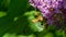 Macro of little child male European Mantis or Praying Mantis Mantis Religiosa sits on flower Buddleja davidii