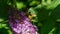 Macro of little child male European Mantis or Praying Mantis Mantis Religiosa sits on flower Buddleja davidii and looks into cam
