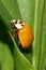 Macro of a little ladybird sitting on a green leaf