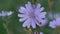 Macro, Little Moss Gathers Nectar from Field Flower to Meadow