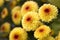 Macro of Lollipop Yellow Chrysanthemums in full bloom with water drops in center from morning dew. Blurry background.