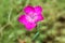 Macro lonely bright pink flower against the background of green grass