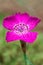 Macro lonely bright pink flower against the background of green grass