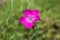 Macro lonely bright pink flower against the background of green grass