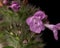 Macro lonely purple wildflower against a backdrop of green grass