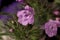 Macro lonely purple wildflower against a backdrop of green grass