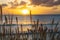 MACRO: Long grass stems sway in the wind blowing along the golden-lit shore