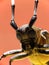 Macro long-horned beetle