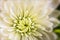 Macro look at a white blooming Chrysanthemum