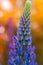 Macro Lupene Flower in Blurry Evening Sunset Color in Background.