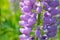 Macro lupine