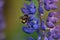 Macro Lupine Flower And Flying Bumblebee. Shallow DOF. Blurry Background.