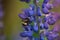 Macro Lupine Flower And Flying Bumblebee. Shallow DOF. Blurry Background.