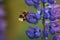 Macro Lupine Flower And Flying Bumblebee. Shallow DOF. Blurry Background. Moving Activity