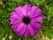 Macro of magenta african daisy