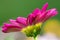 Macro of a Magenta Daisy