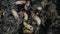 Macro of maggots in manure or fertilizer, larvas crawl in feces or faeces