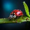Macro Magic: Ladybug\\\'s Intricate Beauty