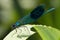 Macro of a Male Banded Demoiselle