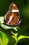 Macro of a Male Great Common eggfly butterfly