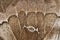 Macro of a male Polyphemus moth wing underside.