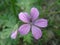 Macro - malva sylvestris, mallow forest