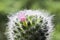 Macro Mammillaria bocasana cactus flower