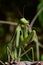 Macro Mantis religiosa