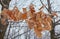 Macro maple seeds on a branch in frost